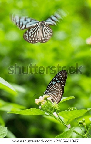  butterfly outdoor beautiful picture and view