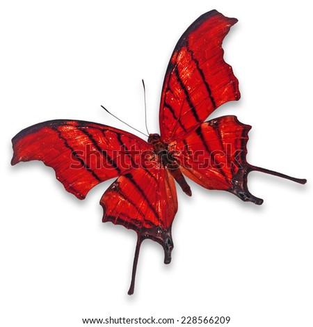 Beautiful red butterfly (Marpesia petreus, Ruddy Dagerwing) isolated on white background
