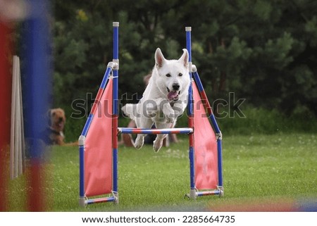 Dog is jumping over the hurdles.  Amazing day on czech agility privat training Royalty-Free Stock Photo #2285664735