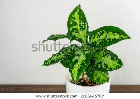 Close up of Aglaonema pictum tricolor plant  Royalty-Free Stock Photo #2285666709