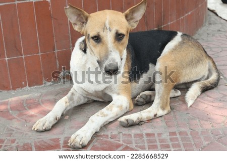 Sleeping Dog Pictures, weak dog picture, Bangladeshi dog