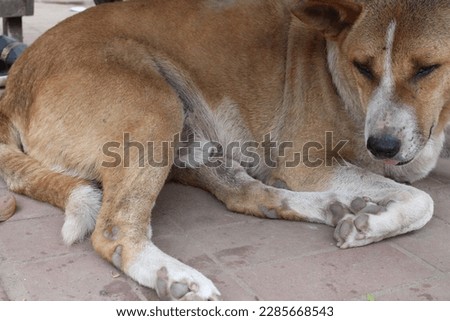 Sleeping Dog Pictures, weak dog picture, Bangladeshi dog