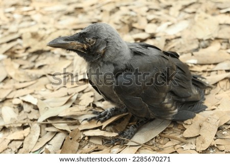 Crow Pictures  Images and Stock Photos, Weak crow or baby crow picture