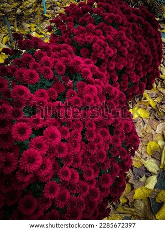 Autumn flowers of Chrysanthemum multiflora. Spherical burgundy bushes surrounded by yellow fallen leaves. Royalty-Free Stock Photo #2285672397