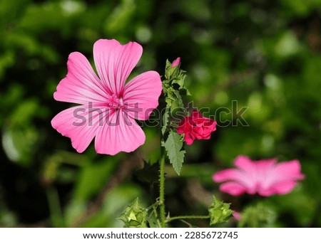 Spring, Portugal. Pink Lavatera flowers in nature, also known as Pink Mallow or Pink Malva. Lavatera rosa. Malvaceae Family. Full bloom and opening buds stages