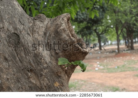 Tree Cavity Images in the Forest