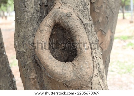 Tree Cavity Images in the Forest