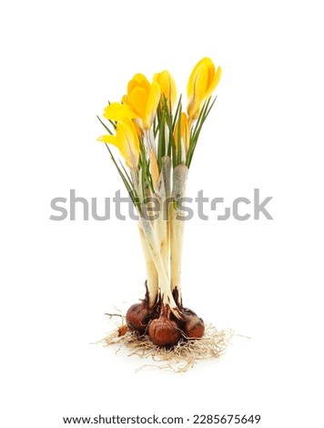 Yellow bouquet of crocuses with root isolated on white background. Royalty-Free Stock Photo #2285675649
