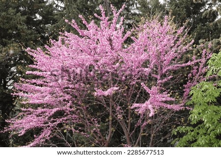 Cercis siliquastrum (also known as love tree or Judas Tree) in the foreground in bloom and with other trees in the background. copy space. selective focus. background Royalty-Free Stock Photo #2285677513