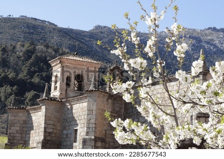 Close-up of cherry blossoms in spring with a 15th century church in the background. copy space. selective focus. background