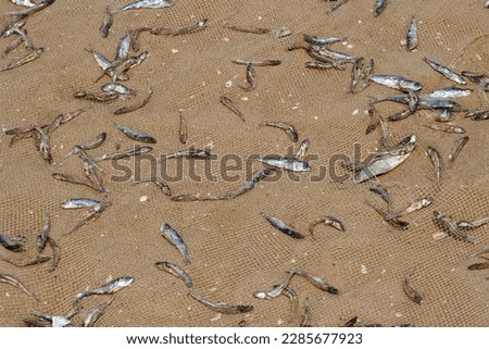 Fishes drying in open air sunlight at beach. Small fishes are kept in fishing net for preparation of dried fish during summer season in Marina beach at Chennai, Tamilnadu.