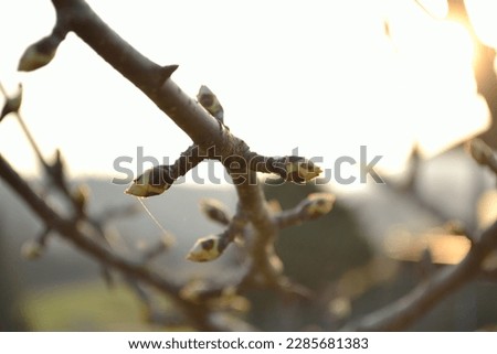 The buds of an apple tree in popping - close-up Royalty-Free Stock Photo #2285681383