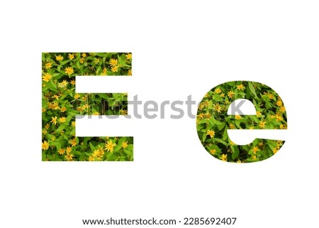Flower font Alphabet E e a isolated on white background made of Real alive yellow flowers 