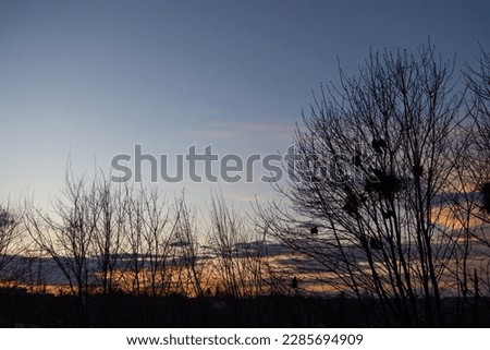 Crow birds are nesting in the trees against the background of the sunset. Silhouettes of trees against the background of the evening sky