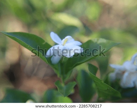 Jasmine Pictures are capture in the city Garden