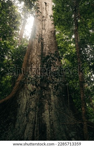 Photo taken from the base of a giant tree in the Amazon jungle. A vertical landscape of a tropical forest on a sunny day