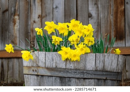 Classic King Alfred daffodils blooming in a rustic wood barrel against a wood fence
 Royalty-Free Stock Photo #2285714671