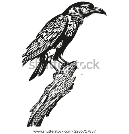 Raven sketch, hand drawing of wildlife, vintage engraving style, vector illustration corbie
