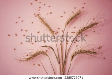 Bouquet of ears of corn, ears of corn, ears of corn, seeds, seeds, still life, pink background