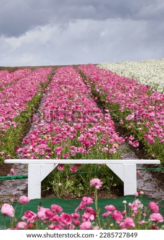 A small white bench at Carlsbad flower field in California, middle of rows of pink flower field.