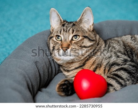 Cute adorable tabby cat posing with red heart symbol of love. Passion for home pet concept. Hot macho male in animal world. Pet owner having fun with pet.