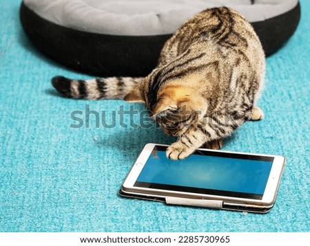 Cute tubby cat looking at a blue tablet screen sitting on a blue color carpet at home. Pet care and entertainment. Internet use for animals. Online gambling and games addiction concept. Royalty-Free Stock Photo #2285730965