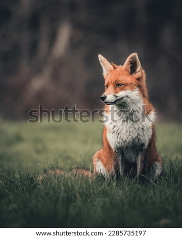 Red Fox (Vulpes vulpes) on an early spring evening.