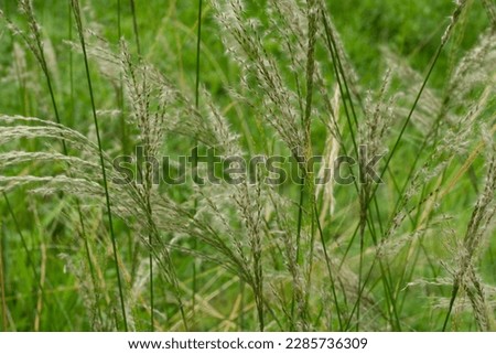 growing green grass seed in a sunny day