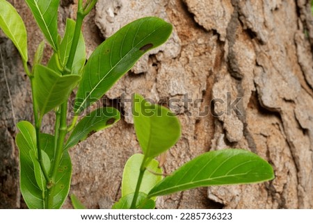 green leaves beside tree texture