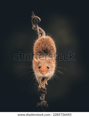 Harvest mouse (Micromys minutus). A very elusive little mouse who is in need of our help to secure its future. Royalty-Free Stock Photo #2285736443