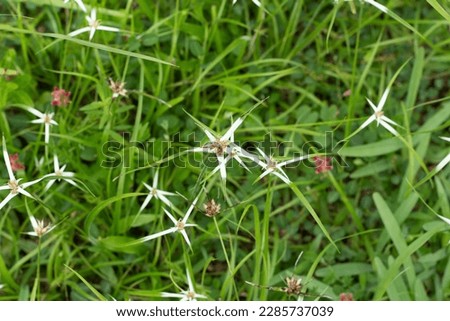 green grass with small white flowers
