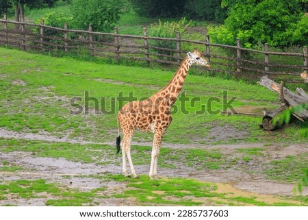 Very beautiful giraffe. Background with selective focus and copy space for text