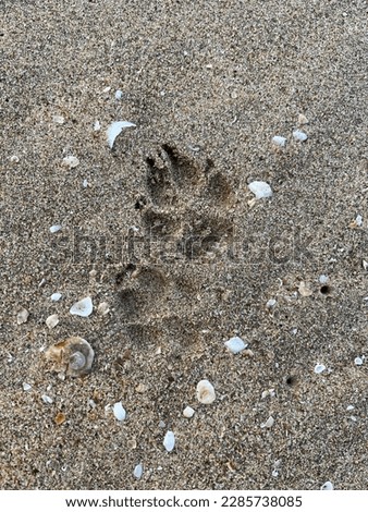 Took this picture at a beach in Goa. A sweet dog was following me around while I was taking a walk at the beach.
