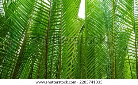 Palm leaf,tropical palm leaves, floral background, real pictur
