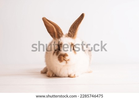 cute funny baby rabbit of white and brown color on light wooden table. Decorative rabbit, rabbits for breeding. Rabbit breed giant. Place for text. Easter rabbit. Lovely pets