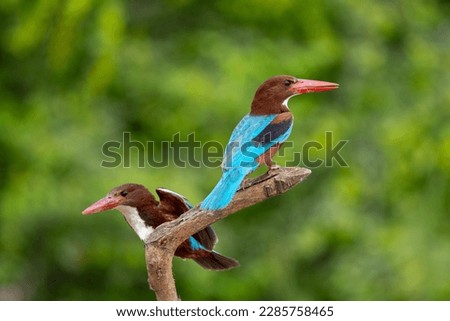 Birds of Turkey ; White-throated Kingfisher