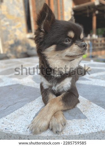 Cute of brown chihuahua dog