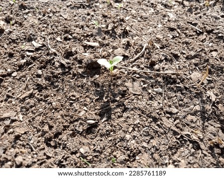 plant seed growth in bad soil Royalty-Free Stock Photo #2285761189