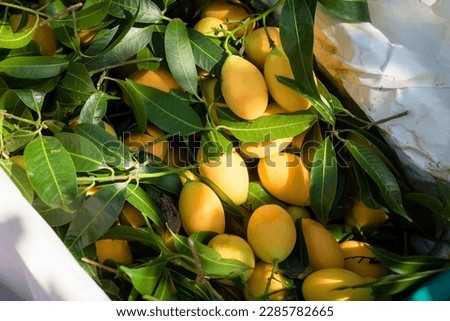Pile of fresh yellow marian plum (Plango or Ma Yong Chid) in the basket after cultivation, ready for sale Royalty-Free Stock Photo #2285782665