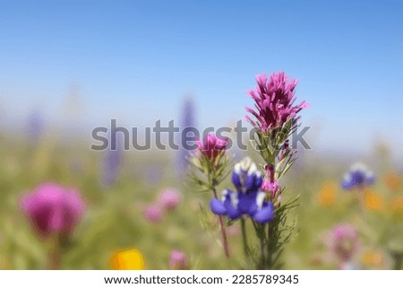Close up view of Owl's Clover flower in wildflower meadow, Arvin, California. Royalty-Free Stock Photo #2285789345