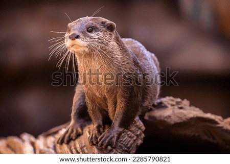 This delightful photo captures an adorable Otter posing for a portrait on a rocky shoreline.
