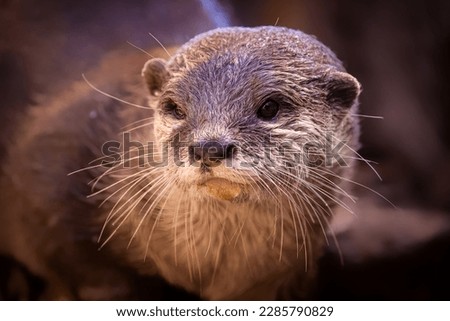 This delightful photo captures an adorable Otter posing for a portrait on a rocky shoreline.