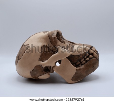 A replica of the skull of the Pleistocene hominid H. habilis on a white background.  Royalty-Free Stock Photo #2285792769