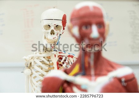 Selective focus skeleton anatomy human body model in the classroom on white background.Part of human body model with organ system.Human muscle model.Medical education concept. Royalty-Free Stock Photo #2285796723