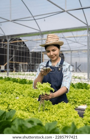 Asian farm woman taking photos of fresh and healthy salad vegetables to upload and sell online in her hydroponic farm. healthy organic vegetables agriculture startup business ideas.