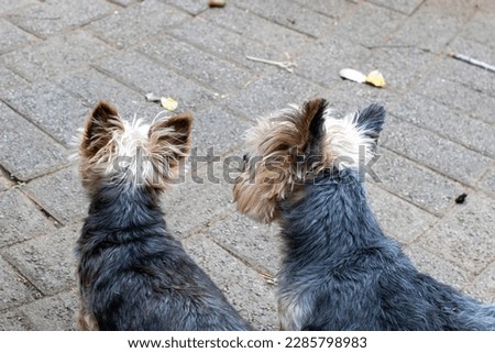 Two small dogs looking forward pictured from behind