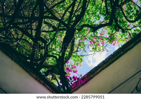 beautiful begonvil tree with pink flowers spread over roof of a building, picture taken from below, blue sky can be seen  from between, oaxaca, mexico