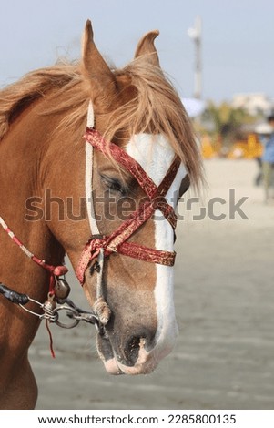 Beautiful Horse picture in beach