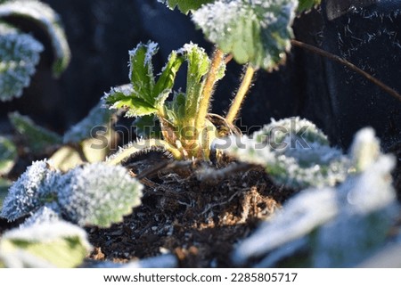 Frosted at dawn in early spring, after a night frost, strawberry leaves in the rays of the rising sun. Royalty-Free Stock Photo #2285805717