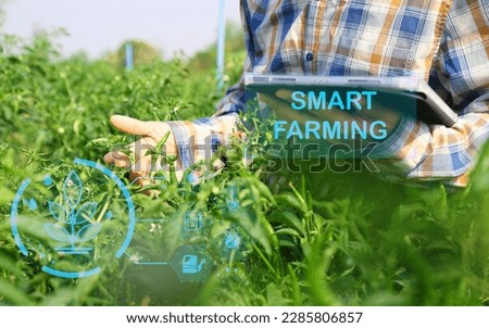 Chili Farming Inspects organic chili seeds and sends data to the cloud from a tablet. Smart Farming and Digital Agriculture